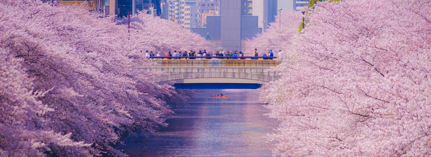 川の両岸に咲く桜