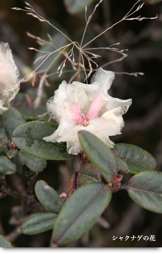 シャクナゲの花