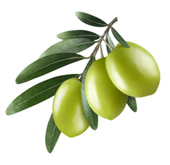 オリーブの実