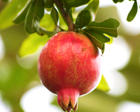 ザクロ果実エキス