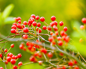 ノイバラ果実エキス