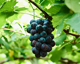 ブドウ液汁エキス・ブドウつるエキス