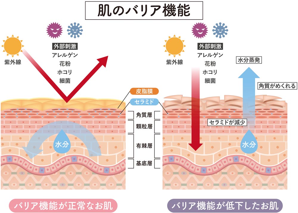 皮膚のバリア機能の解説図