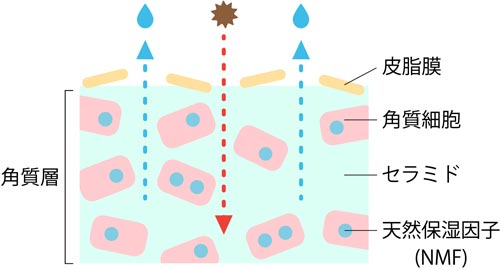 バリア機能が低下した肌の解説図
