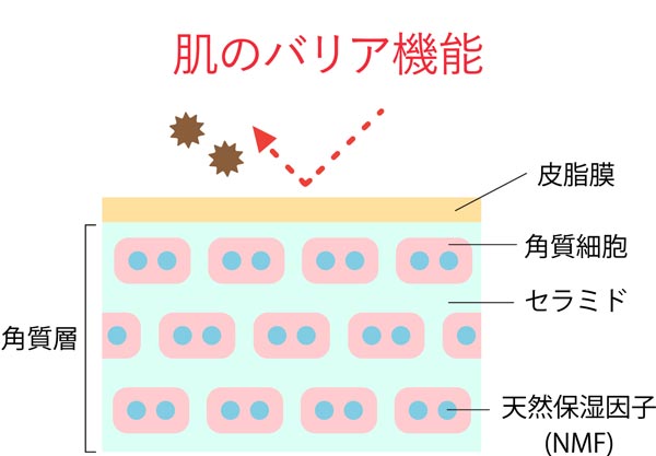 肌のバリア機能の解説図