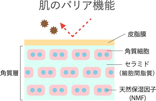 肌のバリア機能の解説図