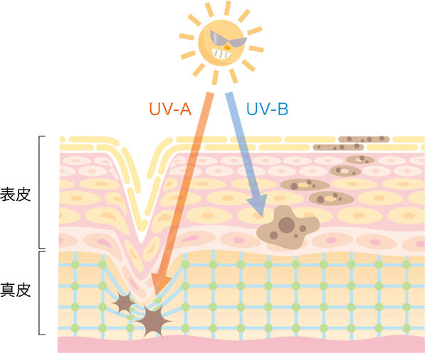 紫外線による肌へのダメージ図