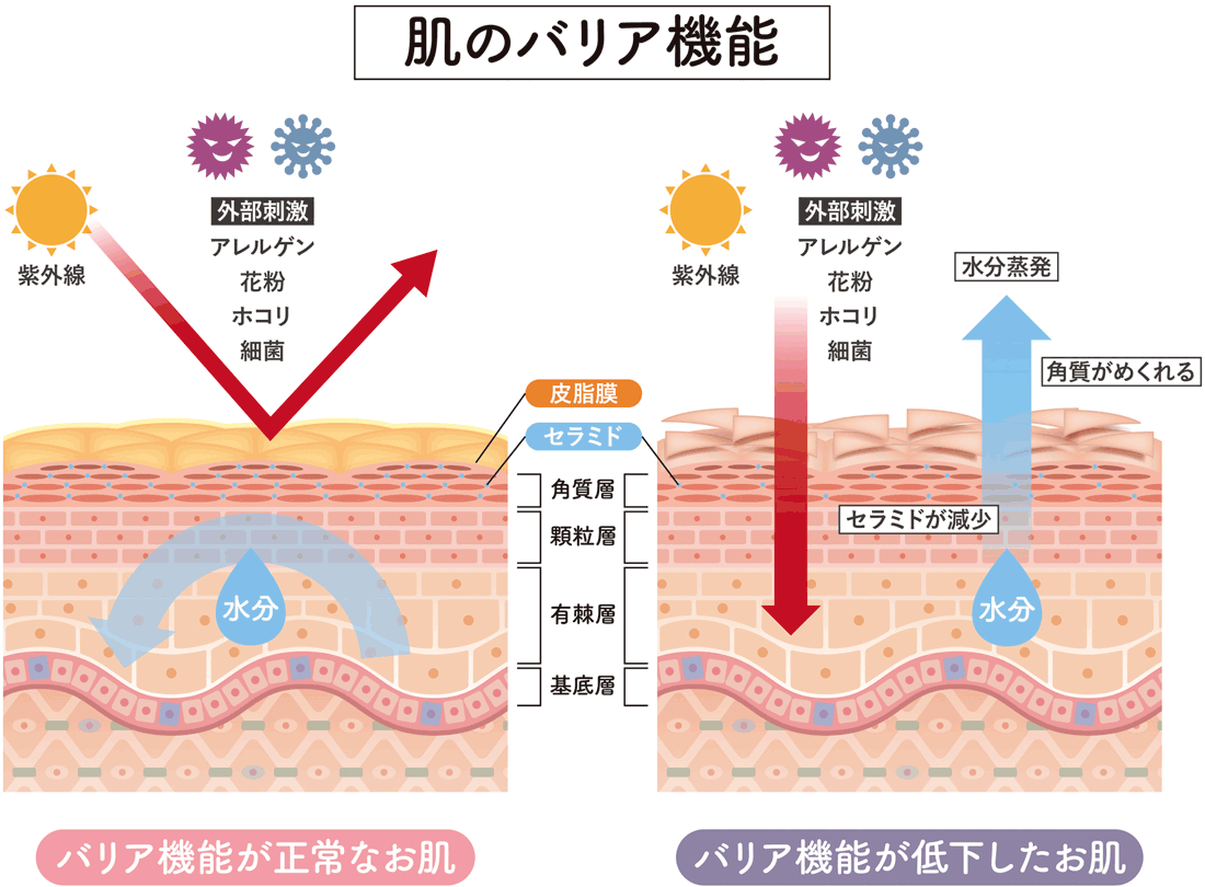 肌荒れの大きな原因！肌のバリア機能とは？