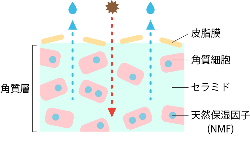 バリア機能の低下した角質層の断面図