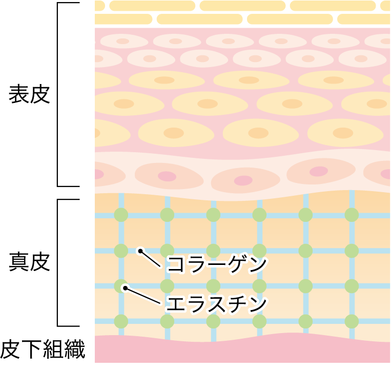 皮膚の断面図
