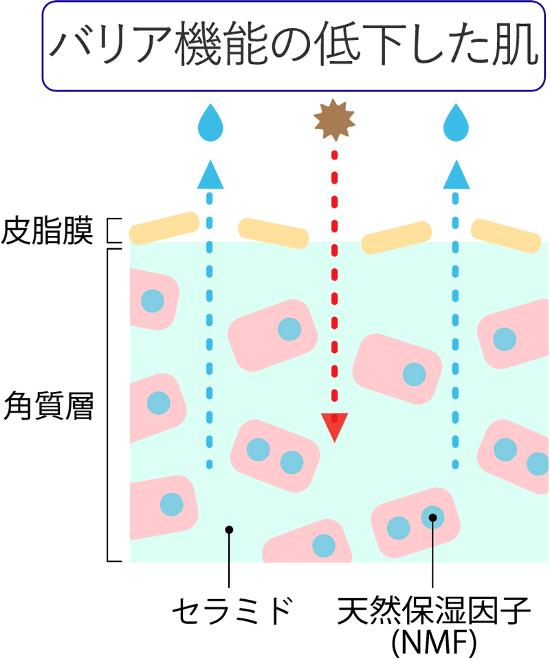 ターンオーバーの解説図