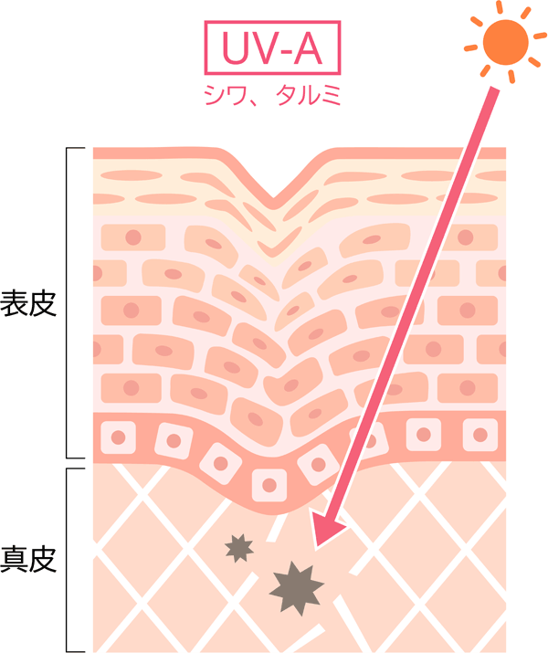 UV-Aの肌への影響の解説図