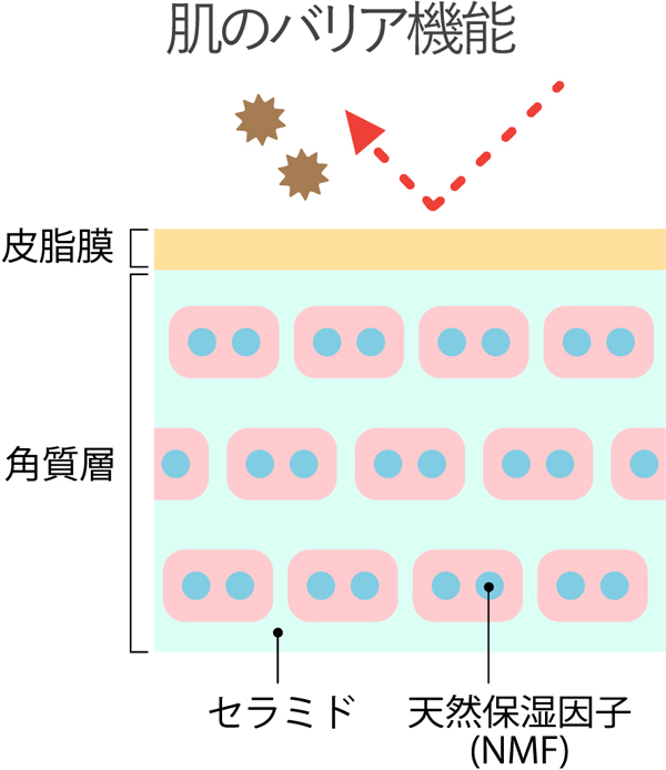 肌のバリア機能の解説図