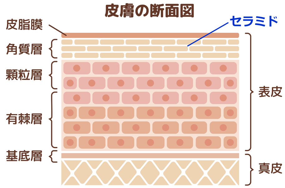 健康な肌の断面図