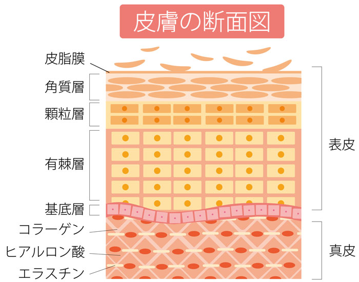 肌の断面図