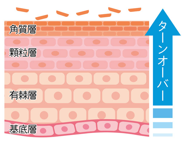 肌のターンオーバーの解説図