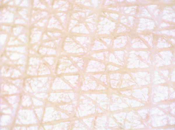 肌のキメのアップ画像