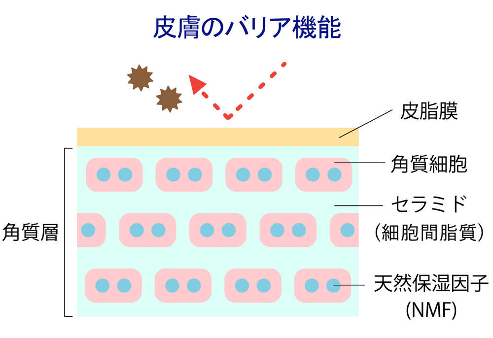皮膚におけるバリア機能のイラスト図