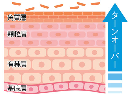 肌のターンオーバーのイラスト図