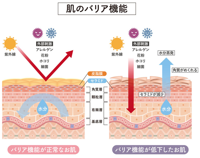 肌のバリア機能のイラスト
