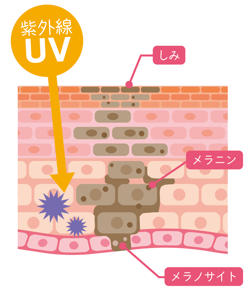 肌の日焼けのメカニズム