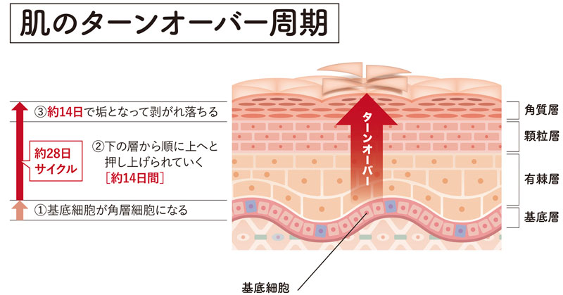 肌のターンオーバーの仕組みイラスト図