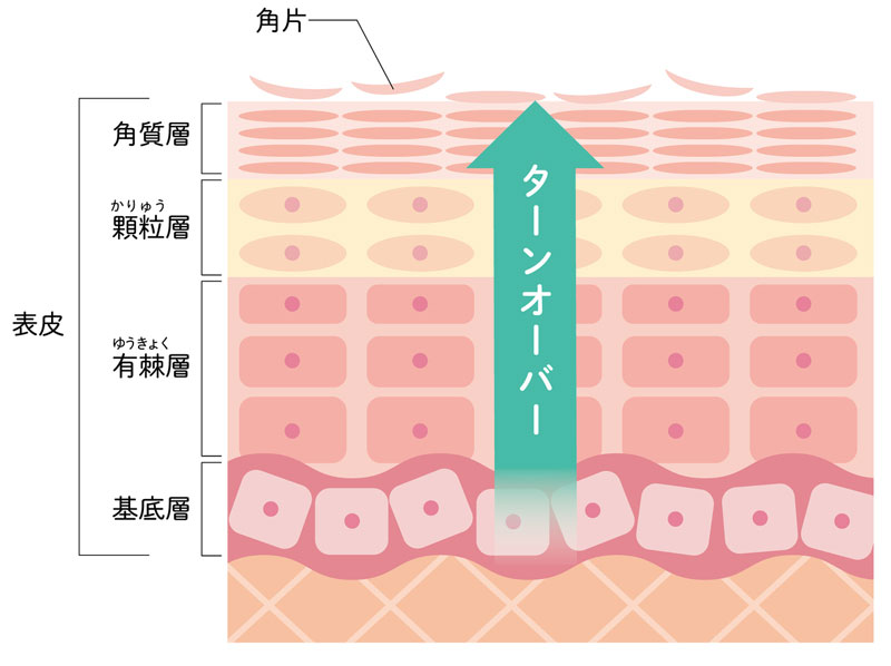 肌のターンオーバーのイラスト