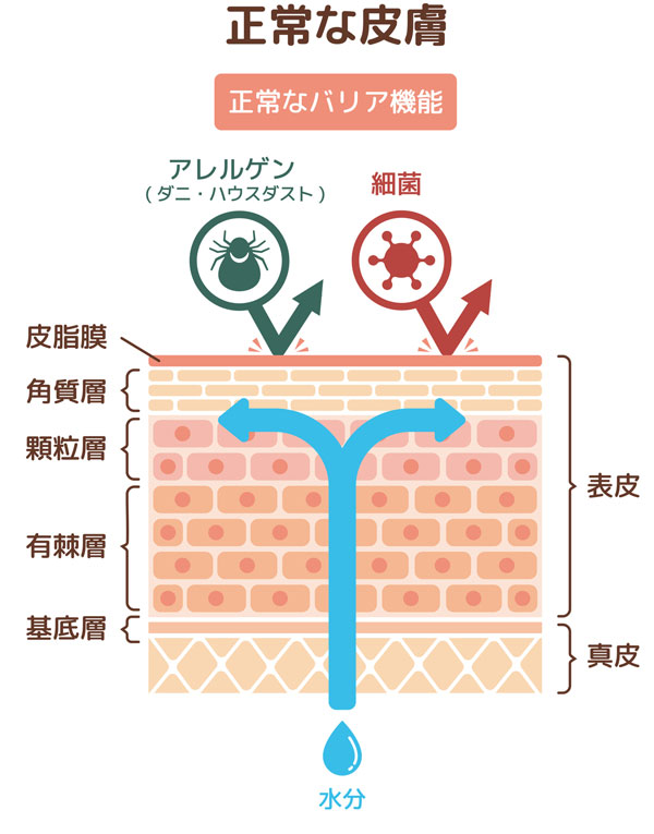 肌のバリア機能のイラスト