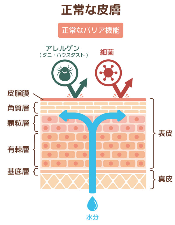 正常なバリア機能の肌のイラスト