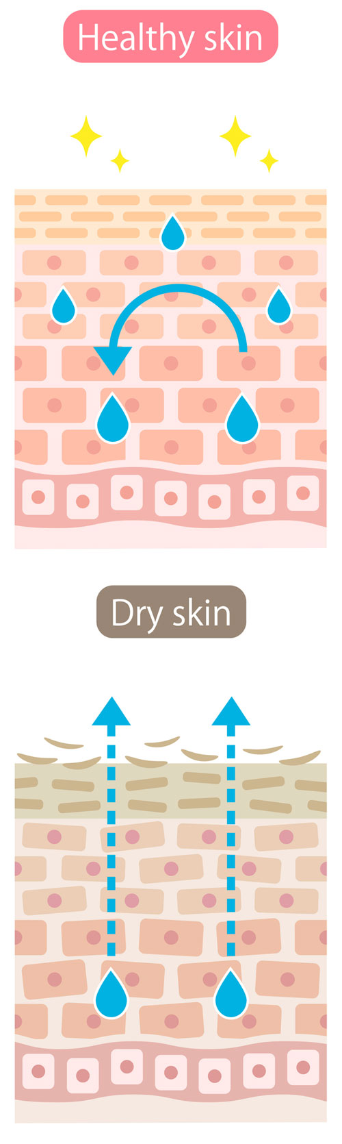 健康な肌と乾燥肌のイラスト