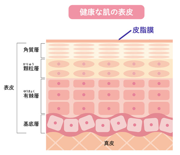 健康な皮膚のイラスト
