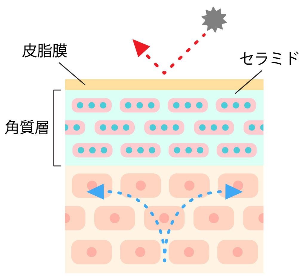 健康な肌の断面図