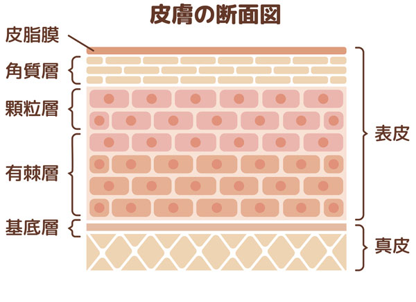 皮膚の断面図