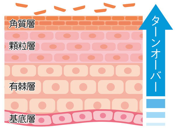 肌のターンオーバーの解説図