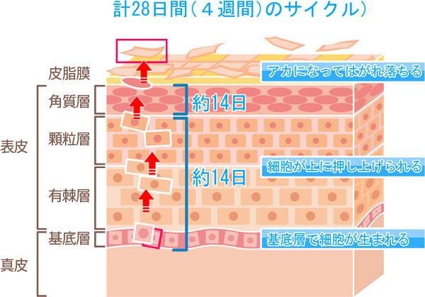 肌のターンオーバーの詳しい解説図