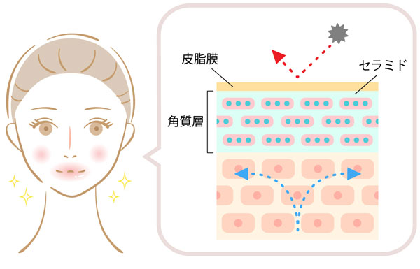 セラミドとバリア機能の解説図