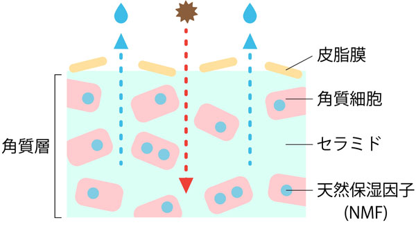 皮膚のバリア機能の解説図