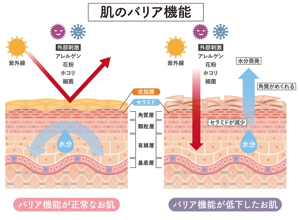 肌のバリア機能の詳しい解説図