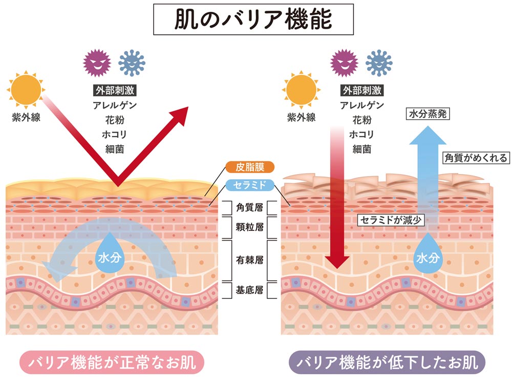 肌のバリア機能の詳しい解説図
