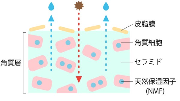 バリア機能の乱れた肌のイラスト図