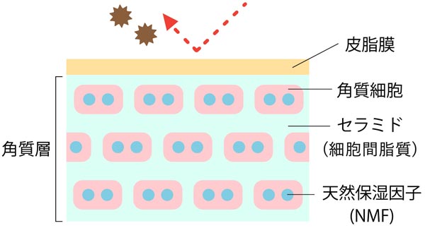 角質層に存在する「皮脂膜」、「天然保湿因子」、「細胞間脂質」