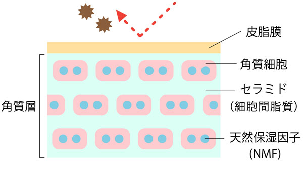 バリア機能を構成する3つの要素