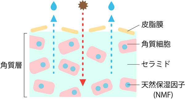 バリア機能の崩れた角質層のイラスト