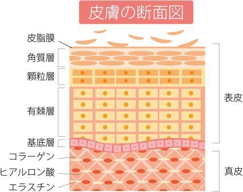 皮膚の断面図のイラスト