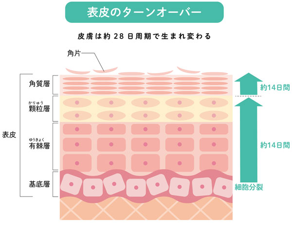 肌のターンオーバーを解説するイラスト