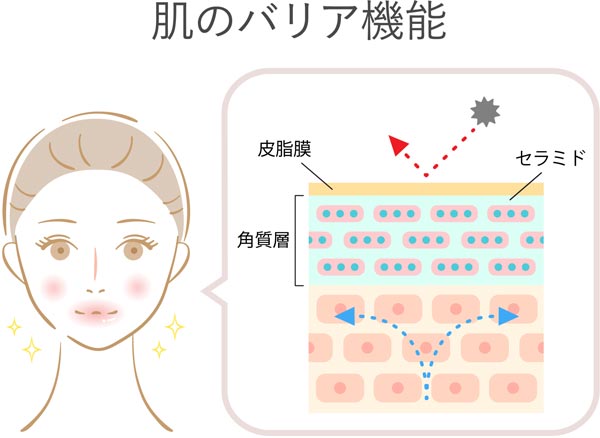 肌のバリア機能の解説図