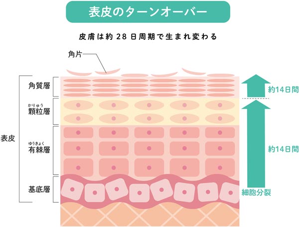 肌のターンオーバーの解説図