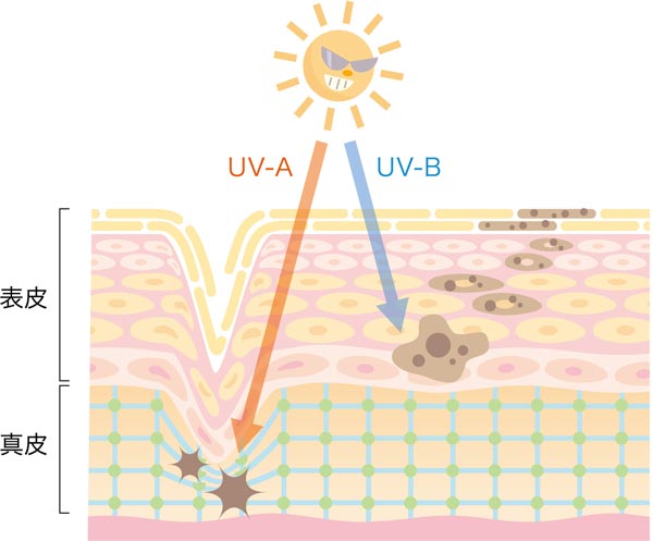 紫外線の肌への影響