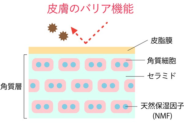 皮膚のバリア機能